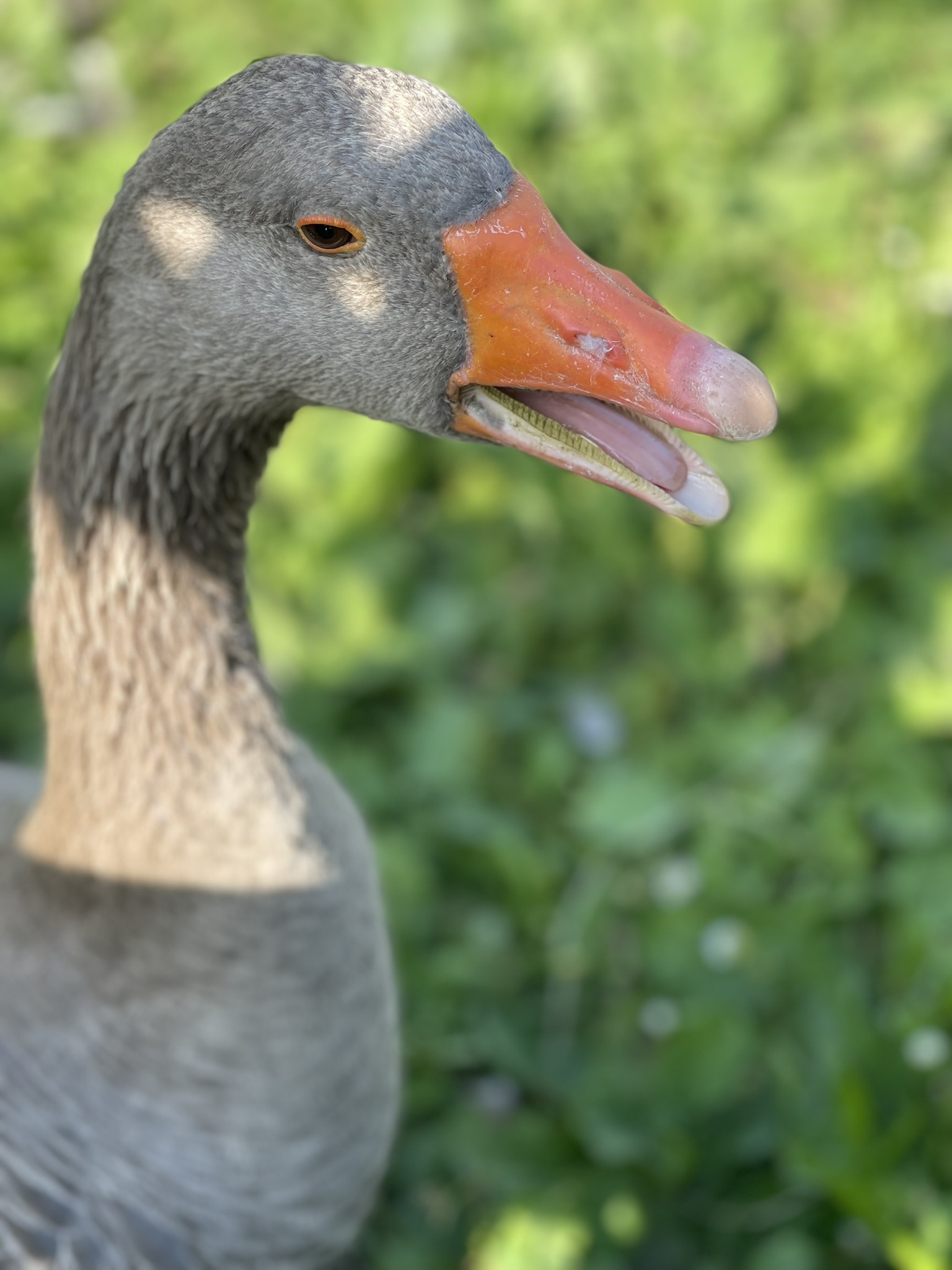 Eine Gans auf dem Hof