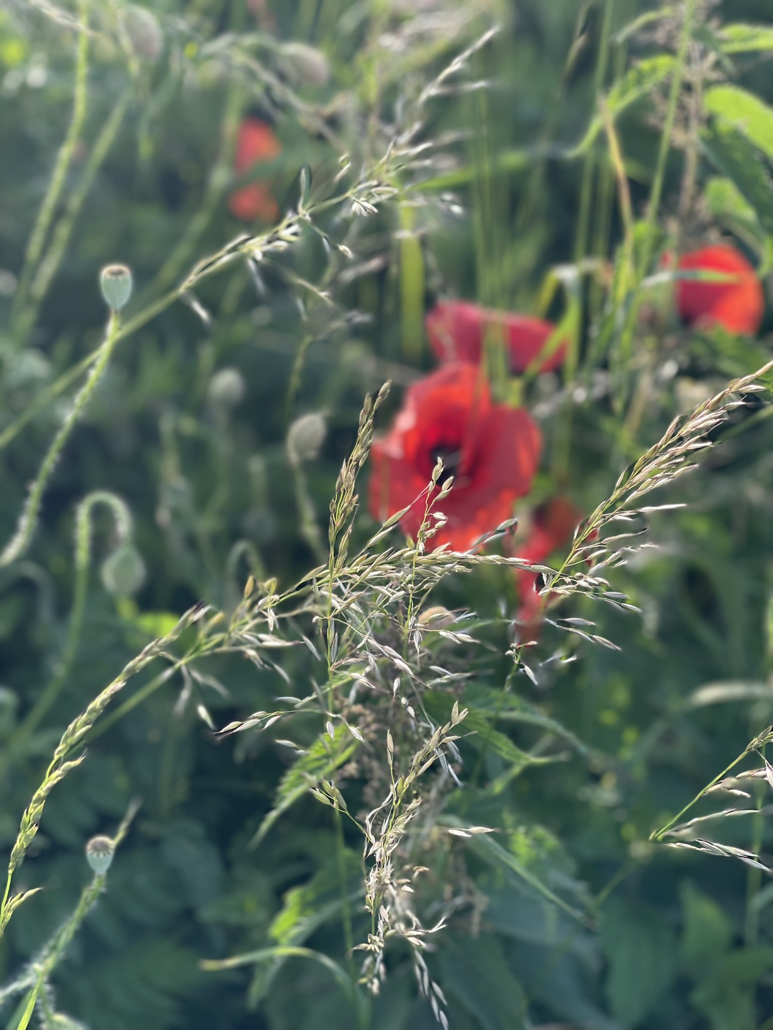 Gräser und Mohnblumen im Wind